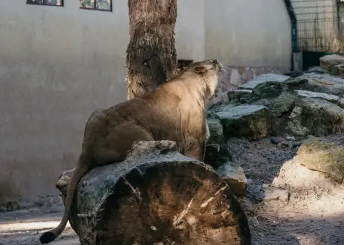 Rīgas Zoo lauva Varis dodas uz Dāniju