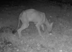 VIDEO: Varakļānos pamanīts ļoti neparasts dzīvnieks. Dabas pētnieki brīdina, ka viņa dienas ir skaitītas