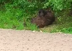 Sirdi plosošs skats... Lācēns ilgi mēģina pamodināt automašīnas nosisto mammu