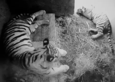 Jauno tīģeru vārdu paziņošana Rīgas zoodārzā