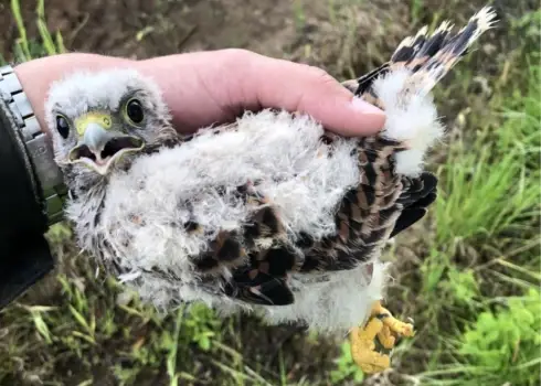 Sarkanajā grāmatā iekļautie peļu vanadziņi