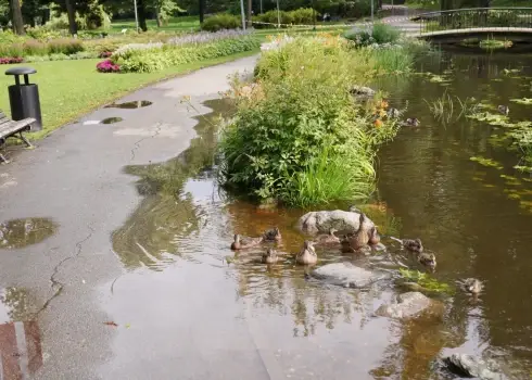 Arkādijas parks Rīgā pēc spēcīgām lietavām; 01.08.2025.
