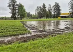 FOTO: lietavas applūdinājušas tūkstošiem stādu Madonas pusē