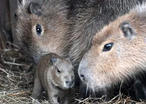 Rīgas Zoo sagaidīts kapibaru mazulis