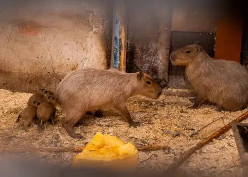 Rīgas Zoo pasaulē nākuši četri kapibaru mazuļi