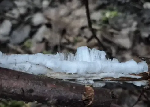 Fiksēta reta dabas parādība – tā dēvētie "ledus mati"