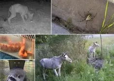 "Tas bija īsts dabas brīnums!" Neparastākie šī gada novērojumi Latvijas dabā, kas lika izbrīnā ieplest acis