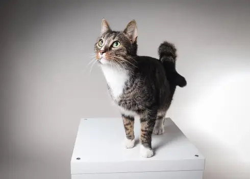 Kaķis Moho ar saimnieci Esteri