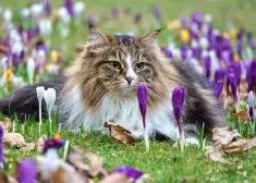 Dažiem būs jālabo tuvu cilvēku pieļautās kļūdas - horoskops visām zodiaka zīmēm no 16.03. līdz 22.03.