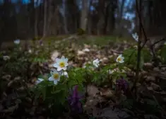 Ja Māras dienā līst, tad... Latviešu tautas ticējumi un laika vērojumi 25. martam - Māras dienai