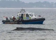 Sirdi plosošs skats Baltijas jūrā: pie pašas piekrastes lēnām dziest milzu vaļa dzīvība