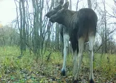 "Kas tas par mutantu?" Čornobiļas rezervāts izmanto izdevību un iesmej par "nīdējiem"