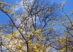 Atrasta Rīgā bezvēsts pazudusī pusaudze Maria