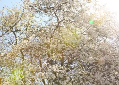 Rīgā sākusies magnoliju ziedēšanas sezona