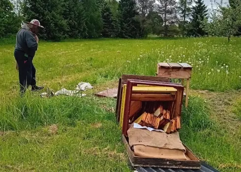 Lācis Valmieras pusē iznīcinājis bišu stropu