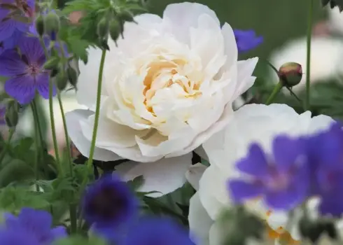 LU Botāniskajā dārzā sākusies peoniju parāde